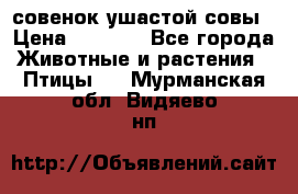 совенок ушастой совы › Цена ­ 5 000 - Все города Животные и растения » Птицы   . Мурманская обл.,Видяево нп